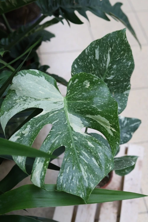 monstera thai constellation xl (2).JPG