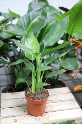 strelitzia reginae (1).JPG