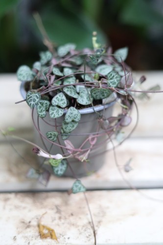 ceropegia woodii m  (1).JPG