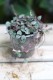 ceropegia woodii m  (1).JPG