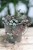 ceropegia woodii m  (2).JPG
