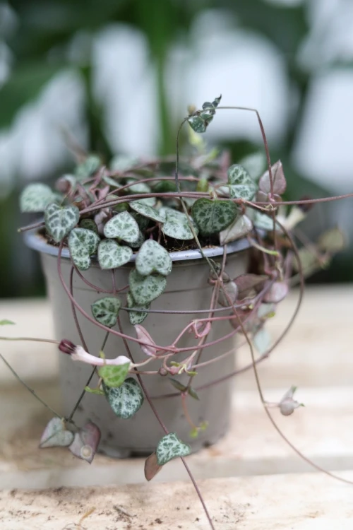 ceropegia woodii m  (2).JPG