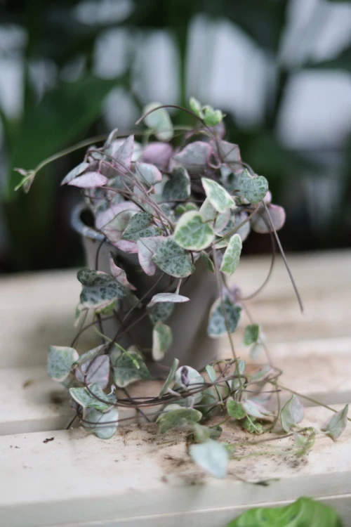 ceropegia woodii variegata (1).JPG