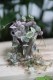 ceropegia woodii variegata (1).JPG