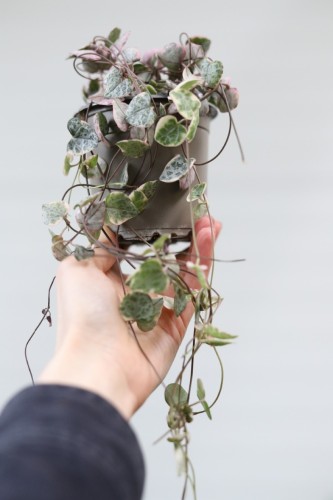 ceropegia woodii variegata (2).JPG