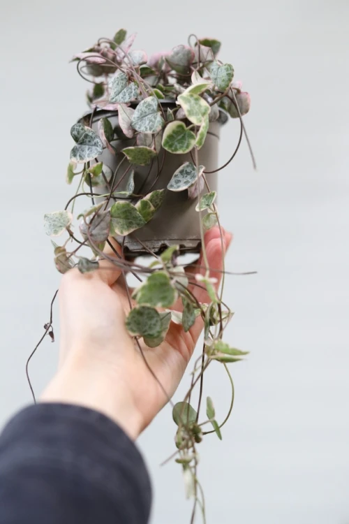 ceropegia woodii variegata (2).JPG