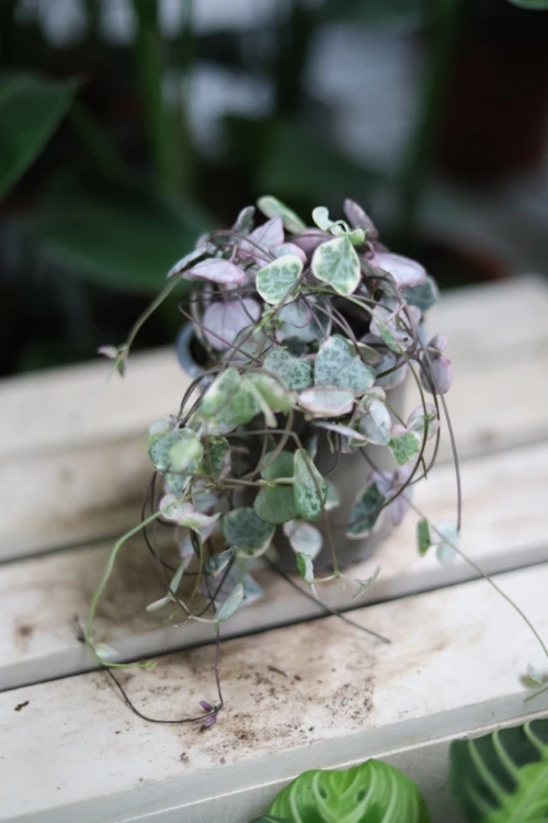 ceropegia woodii variegata (3).JPG