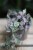 ceropegia woodii variegata (4).JPG