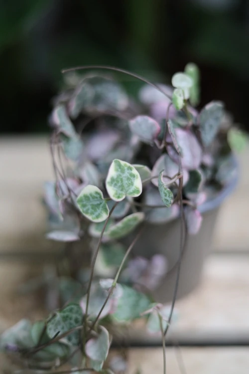 ceropegia woodii variegata (4).JPG