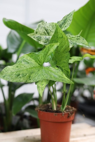 syngonium mottled mojito (3).JPG