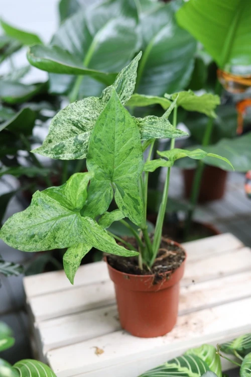 syngonium mottled mojito (1).JPG