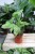 syngonium mottled mojito (2).JPG