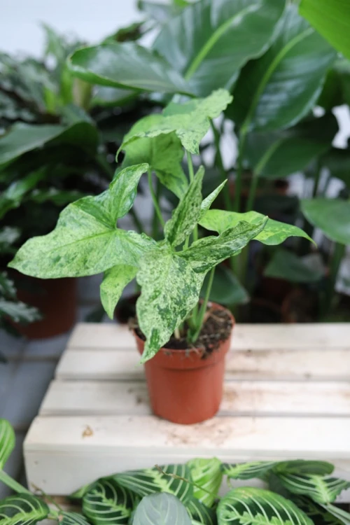 syngonium mottled mojito (2).JPG