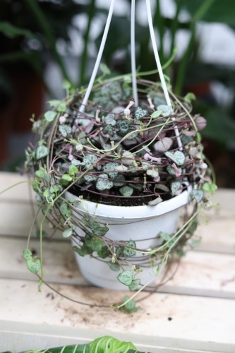 ceropegia woodii xl (3).JPG