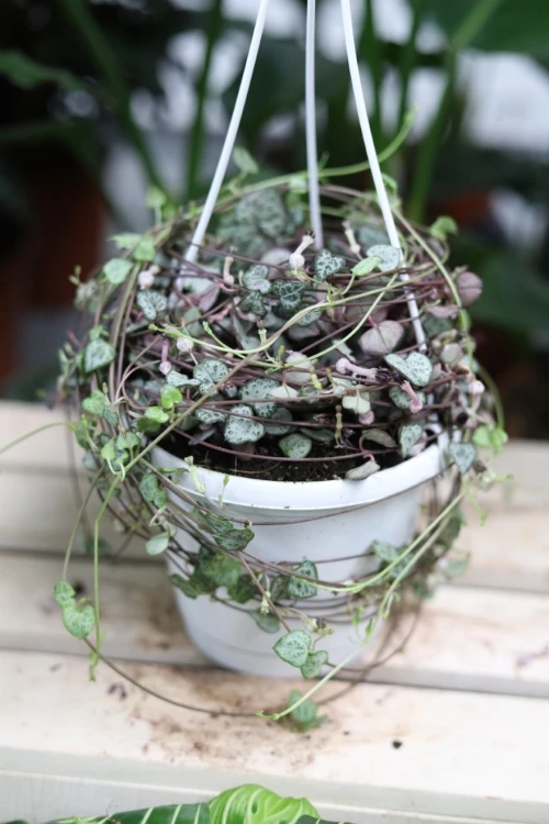 ceropegia woodii xl (3).JPG