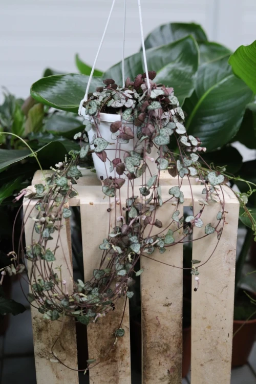 ceropegia woodii xl (1).JPG