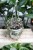 ceropegia woodii xl (2).JPG