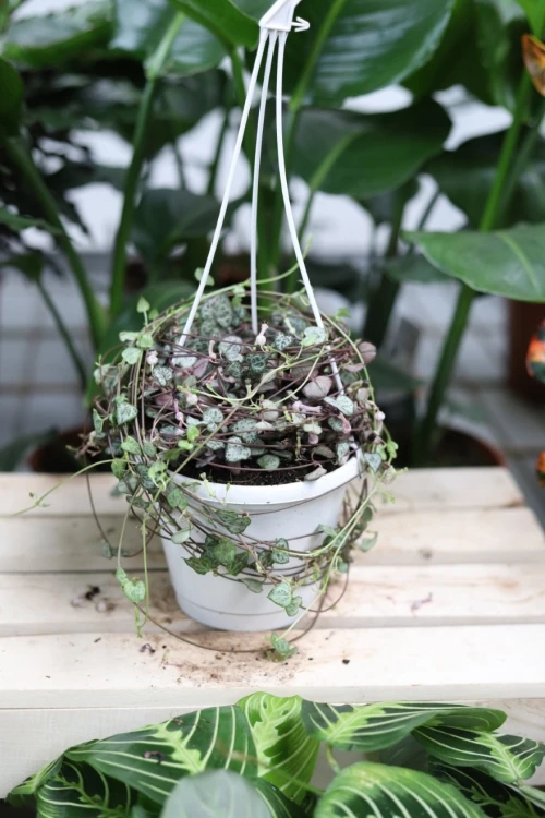 ceropegia woodii xl (2).JPG