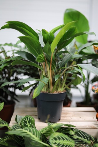 Homalomena rubescens ‘Maggy'  (3).JPG