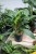 Homalomena rubescens ‘Maggy'  (4).JPG