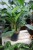 Homalomena rubescens ‘Maggy'  (2).JPG