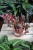 Peperomia Creme Brulee 1