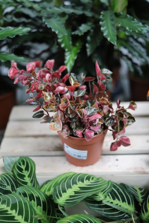 Peperomia Creme Brulee 1