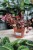 Peperomia Creme Brulee 2