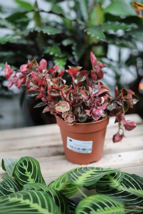 Peperomia Creme Brulee 2