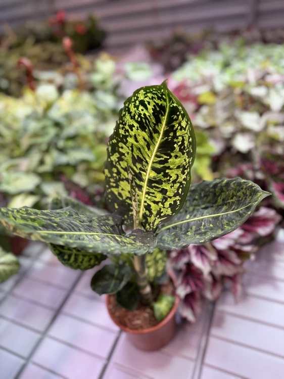 dieffenbachia reflector (2).jpeg