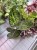 dieffenbachia reflector (3).jpeg