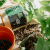 Podloze-begonia-1.png