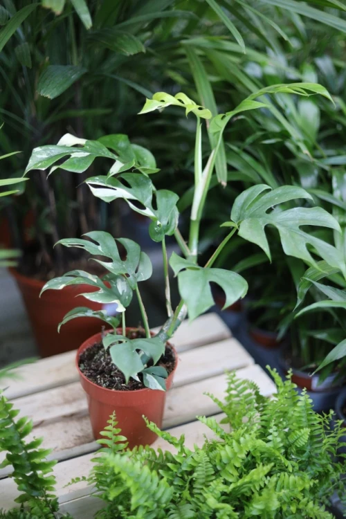rhaphidophora variegata (5).JPG