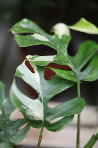rhaphidophora variegata (1).JPG
