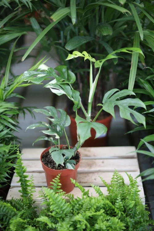 rhaphidophora variegata (2).JPG