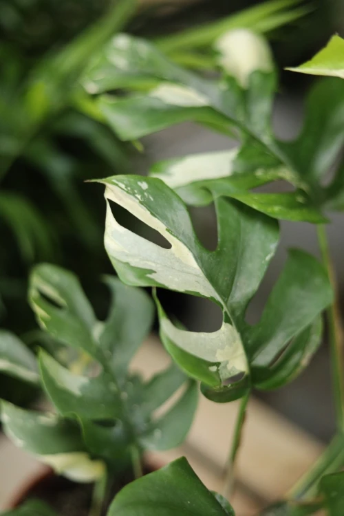 rhaphidophora variegata (3).JPG