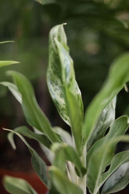 aglaonema greyhound (4).JPG
