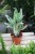 aglaonema greyhound (2).JPG