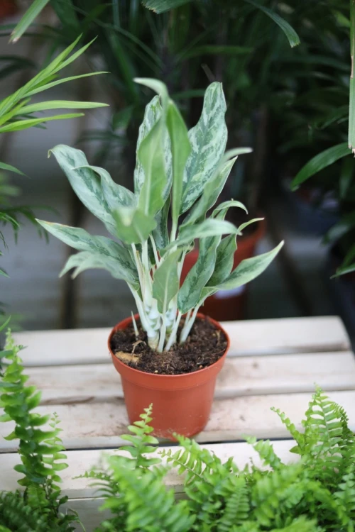 aglaonema greyhound (2).JPG