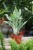 aglaonema greyhound (3).JPG