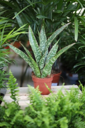 Sansevieria trifasciata 'Jaboa'  (3).JPG
