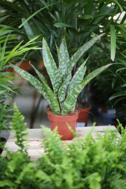 Sansevieria trifasciata 'Jaboa'  (3).JPG