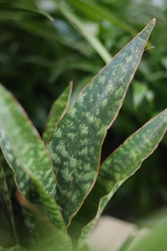 Sansevieria trifasciata 'Jaboa'  (4).JPG