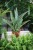 Sansevieria trifasciata 'Jaboa'  (1).JPG