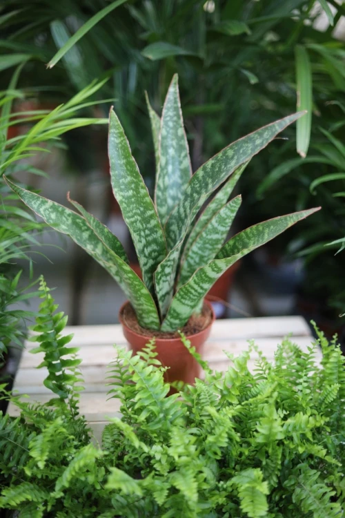 Sansevieria trifasciata 'Jaboa'  (1).JPG