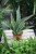 Sansevieria trifasciata 'Jaboa'  (2).JPG