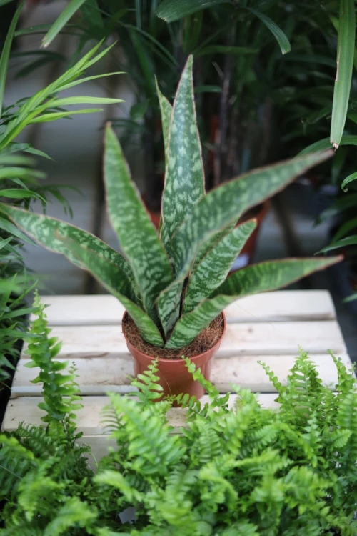 Sansevieria trifasciata 'Jaboa'  (2).JPG