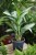 aglaonema jubilee (1).JPG