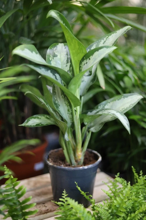 aglaonema jubilee (1).JPG