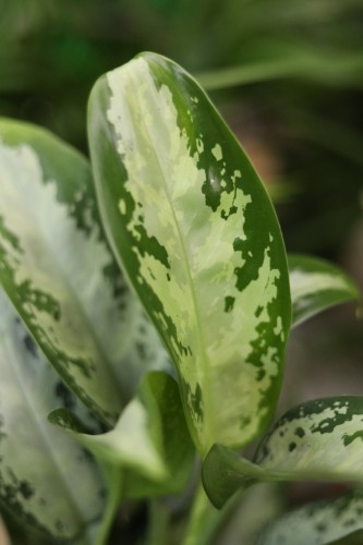 aglaonema jubilee (2).JPG